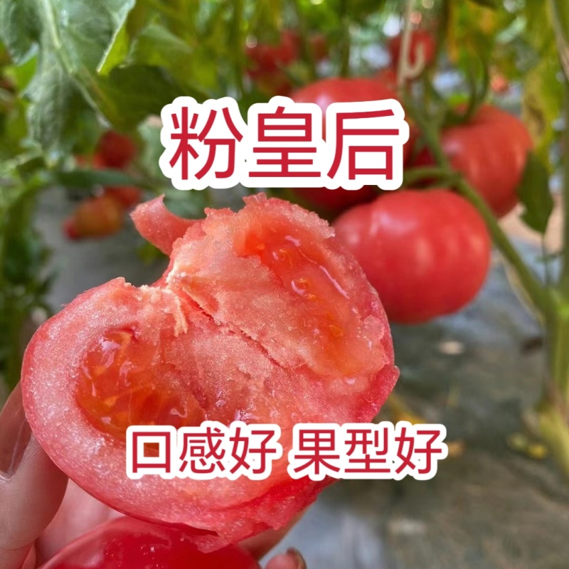 粉皇后西红柿种苗/量大价优/基地直发/保质保量/欢迎致电