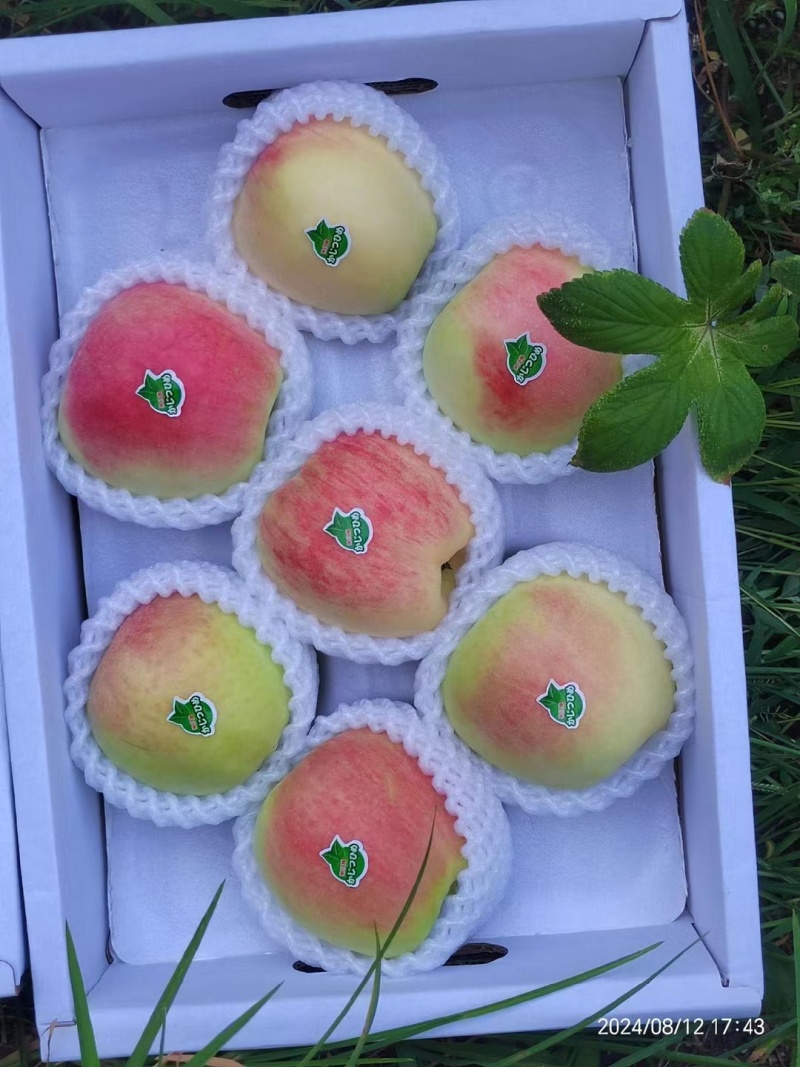 青岛青森水蜜桃苹果大量上市产地直发现摘现发