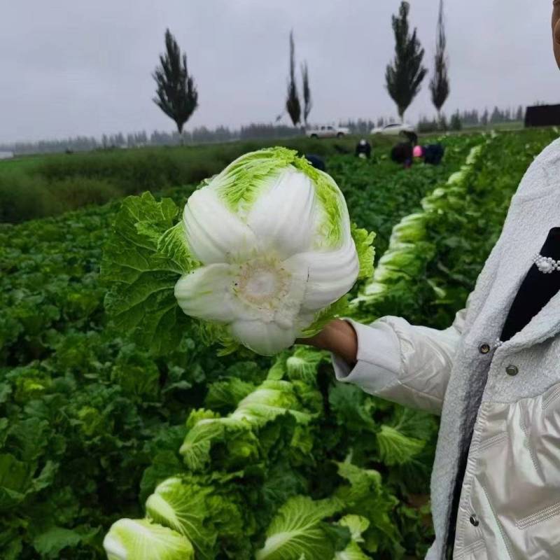 黄心大白菜无烧心烧边无黑点按要求分拣大小打包有袋子网袋纸箱