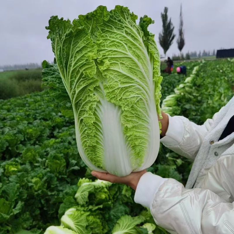 黄心大白菜无烧心烧边无黑点按要求分拣大小打包有袋子网袋纸箱