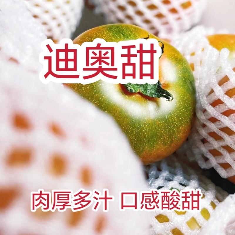 草莓番茄苗西红柿苗/基地直发/量大价优/保质保量