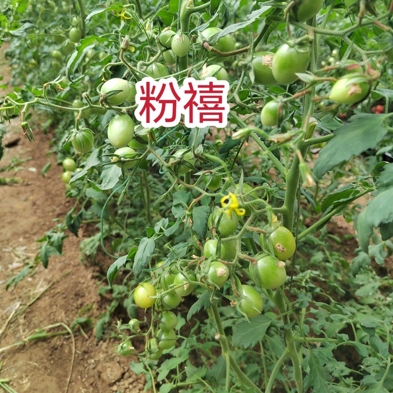粉禧口感樱桃小红番茄苗/保质保量/成熟价值高/基地直发