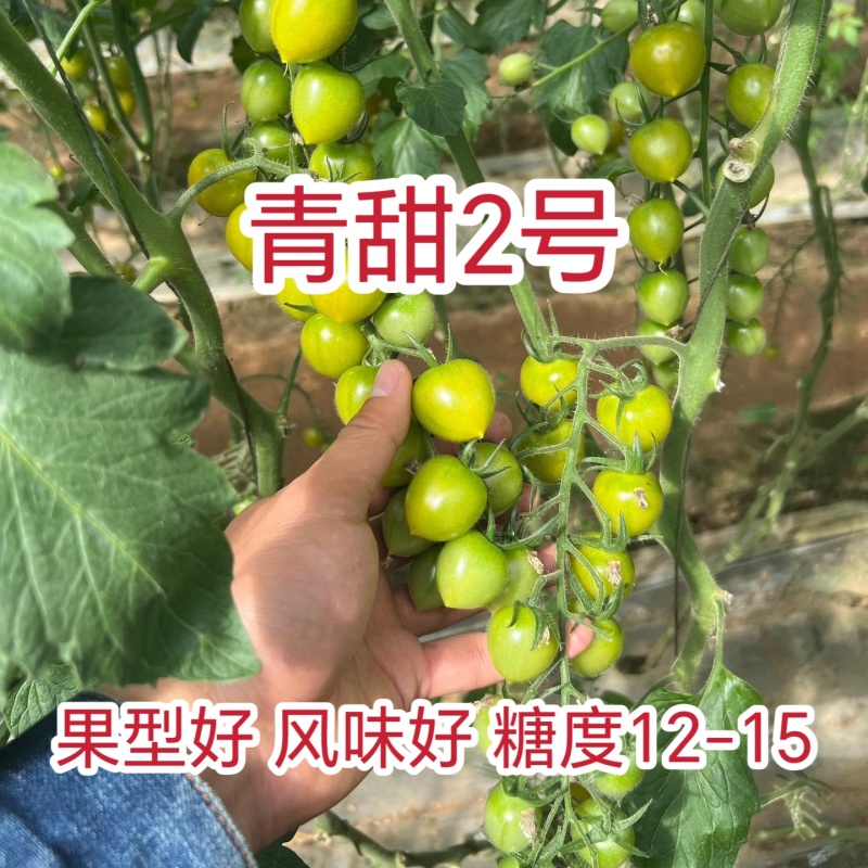 青甜2号小绿番茄小番茄苗/产地直发/一手货源/保质保量