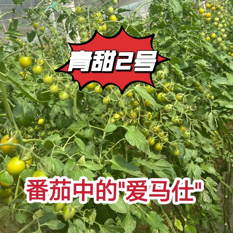 青甜2号小绿番茄小番茄苗/产地直发/一手货源/保质保量