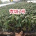 青甜2号小绿番茄小番茄苗/产地直发/一手货源/保质保量