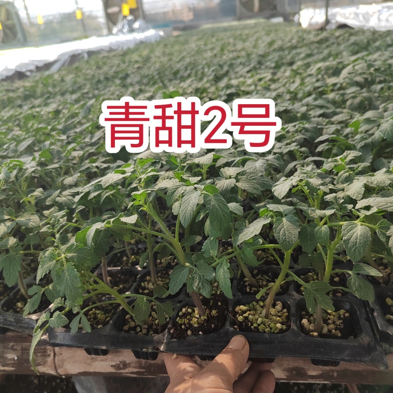青甜2号小绿番茄小番茄苗/产地直发/一手货源/保质保量