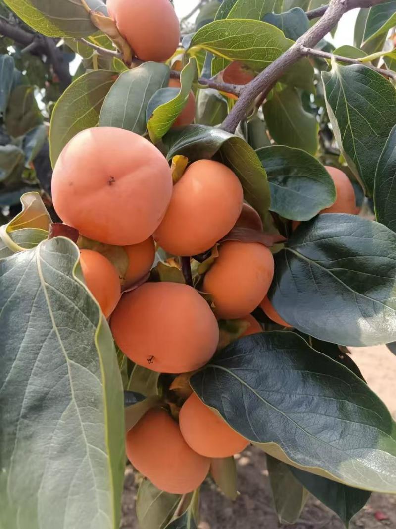 火葫芦柿子陕西渭南柿子大量供应中按需包装质量保证