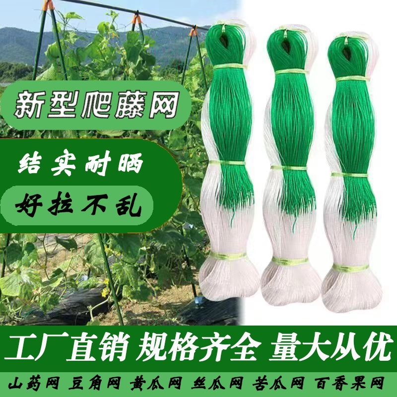 黄瓜豆角专用爬藤网好拉不乱网厂家出货量大从优