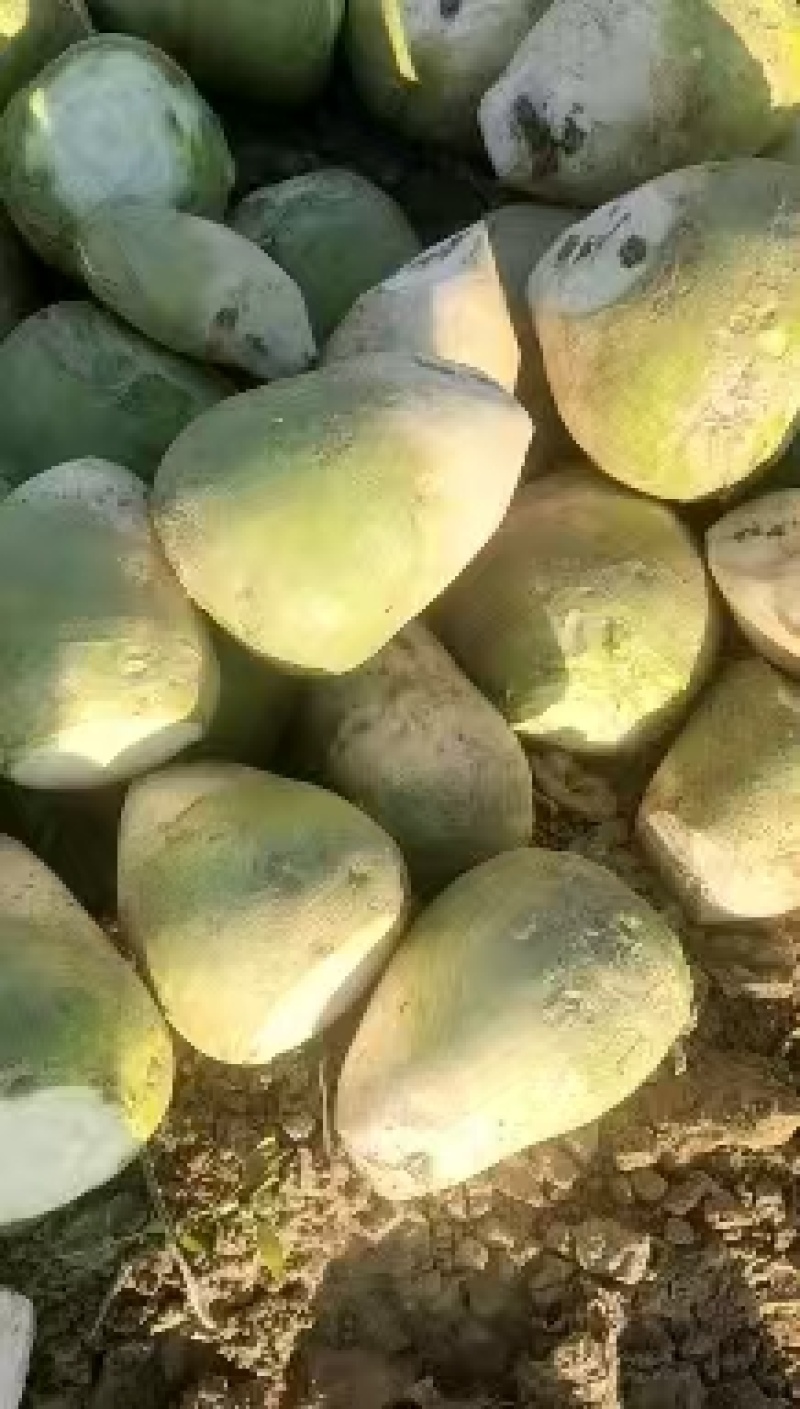 大头菜大吨位接单，基地出货，无黑心，不糠心，支技袋装。