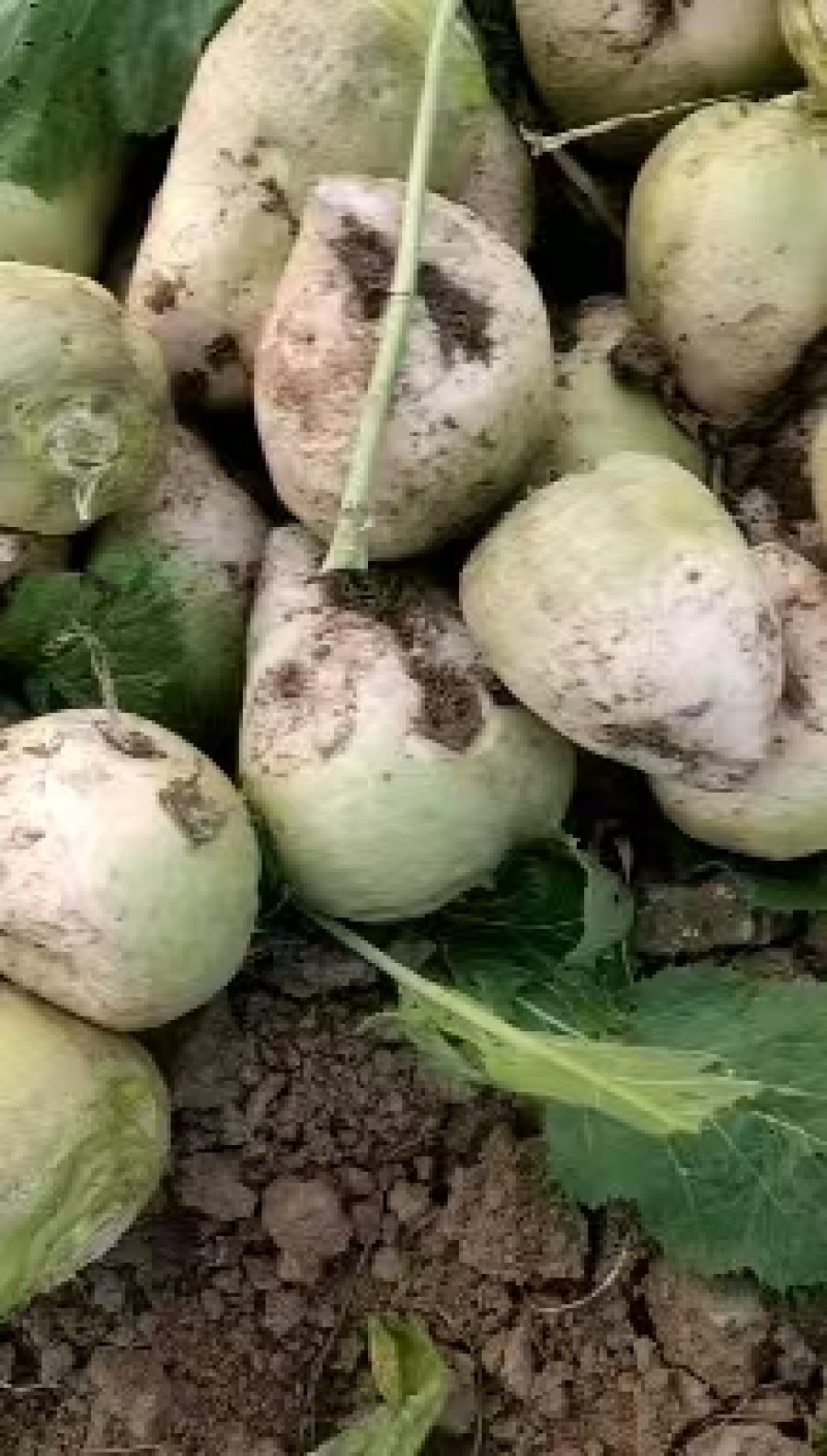 大头菜大吨位接单，基地出货，无黑心，不糠心，支技袋装。