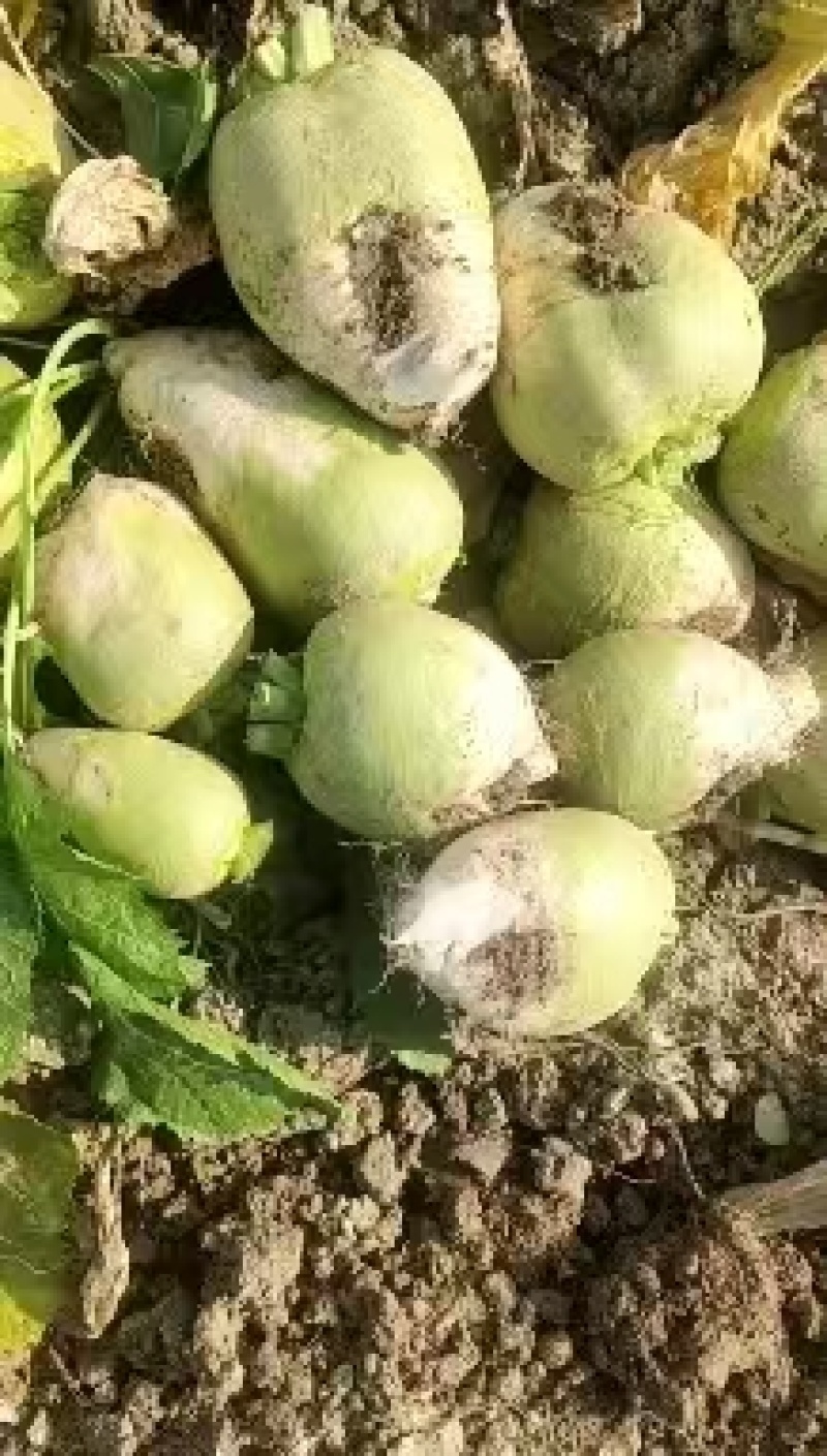 大头菜大吨位接单，基地出货，无黑心，不糠心，支技袋装。