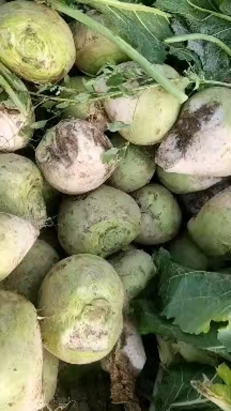 大头菜大吨位接单，基地出货，无黑心，不糠心，支技袋装。