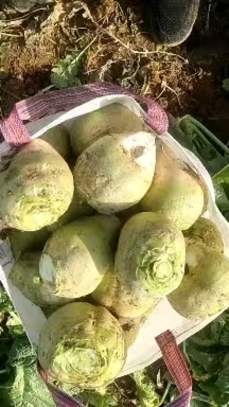 大头菜大吨位接单，基地出货，无黑心，不糠心，支技袋装。