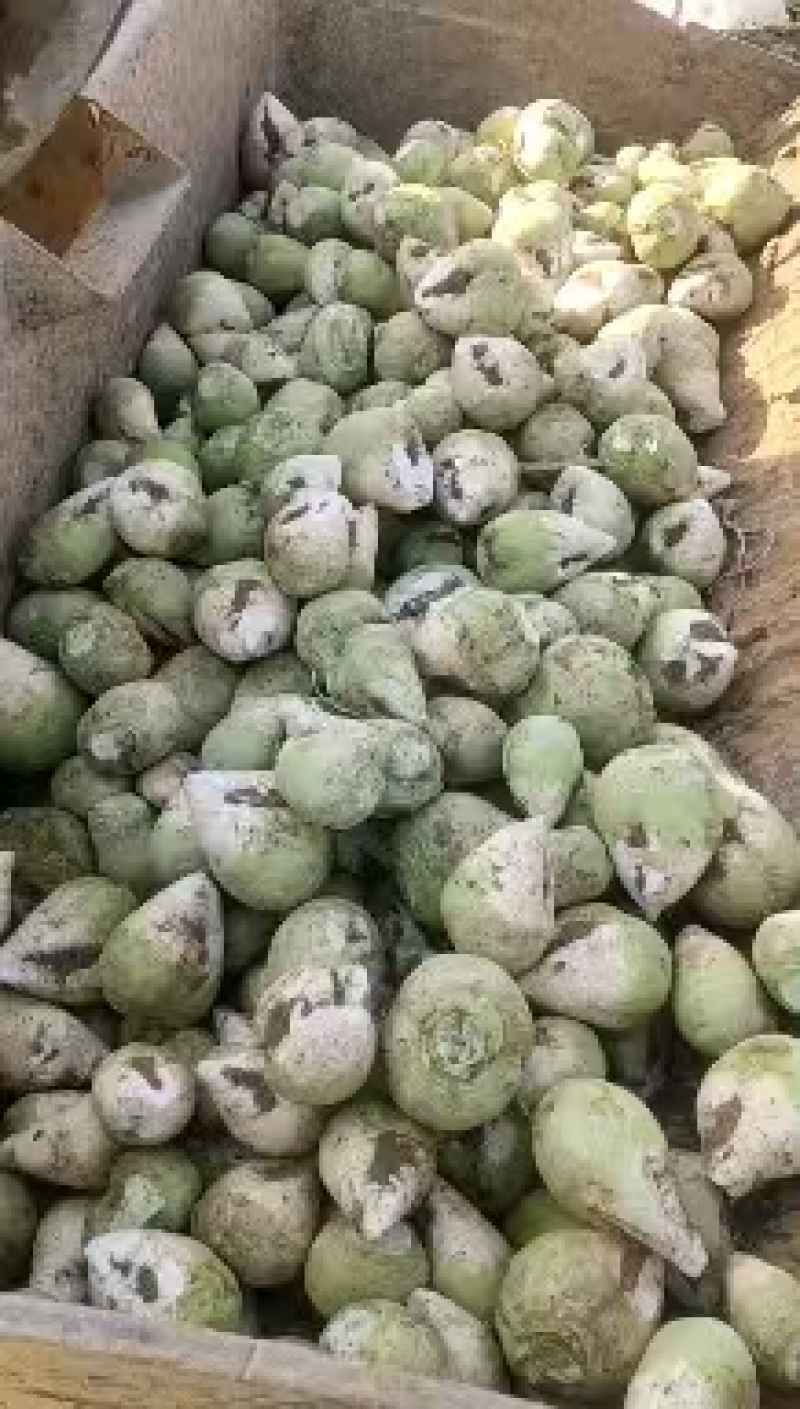 大头菜大吨位接单，基地出货，无黑心，不糠心，支技袋装。