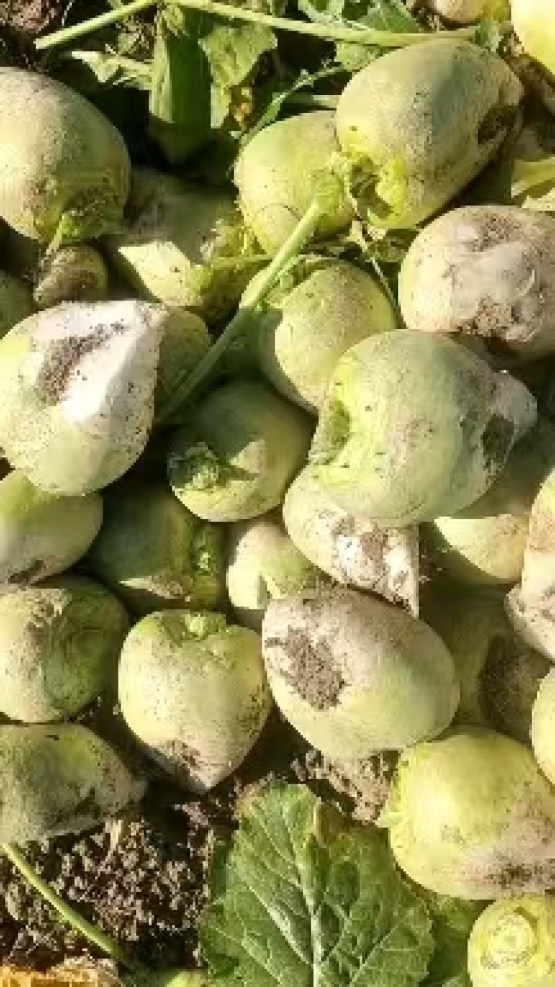 大头菜大吨位接单，基地出货，无黑心，不糠心，支技袋装。