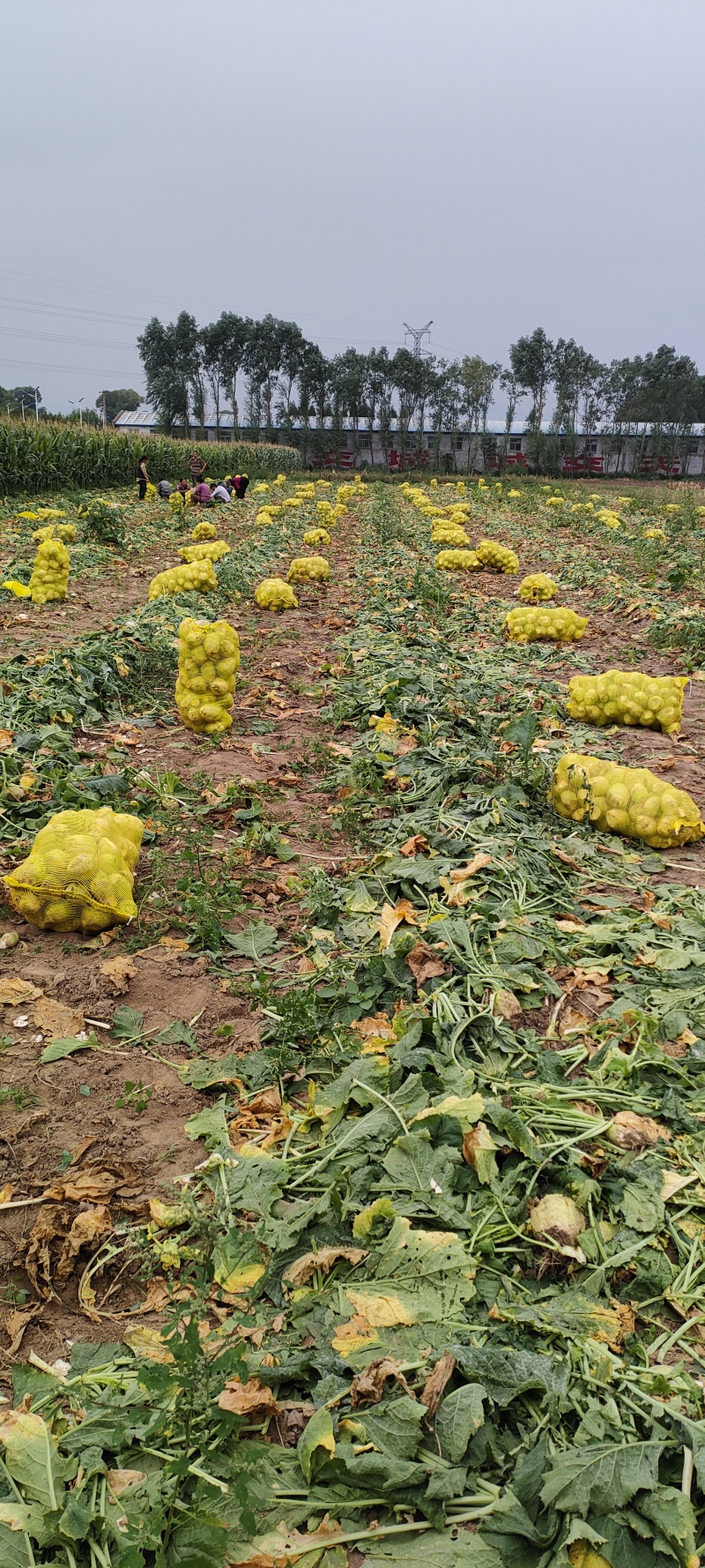 大头菜大吨位接单，基地出货，无黑心，不糠心，支技袋装。