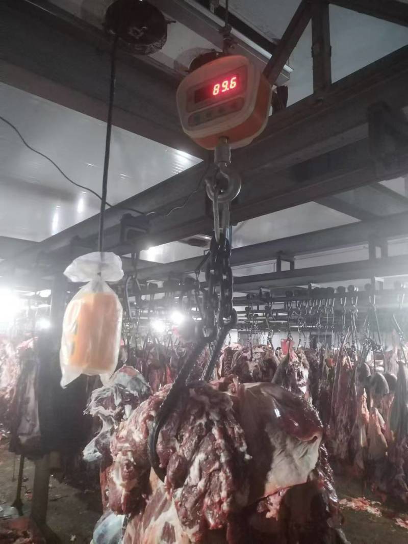 鲜牛肉四川牛肉现宰现杀牛肉分割厂家直发大量供货代发