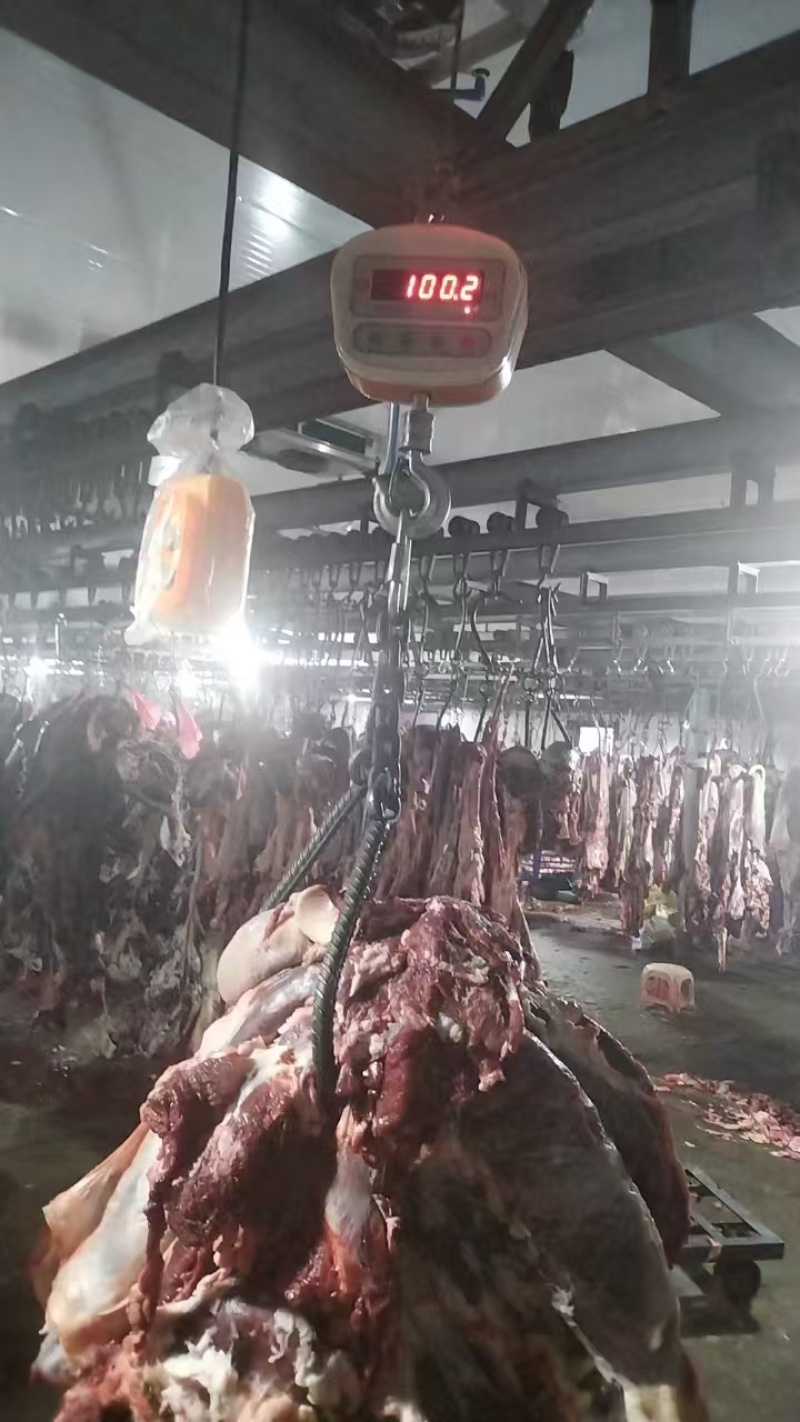 鲜牛肉四川牛肉现宰现杀牛肉分割厂家直发大量供货代发