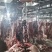 鲜牛肉四川牛肉现宰现杀牛肉分割厂家直发大量供货代发