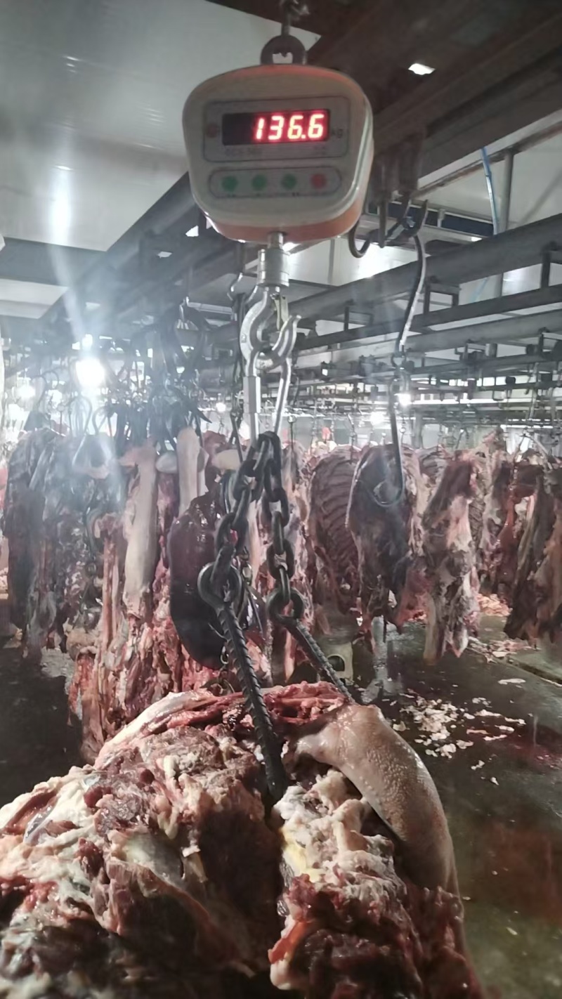 鲜牛肉四川牛肉现宰现杀牛肉分割厂家直发大量供货代发