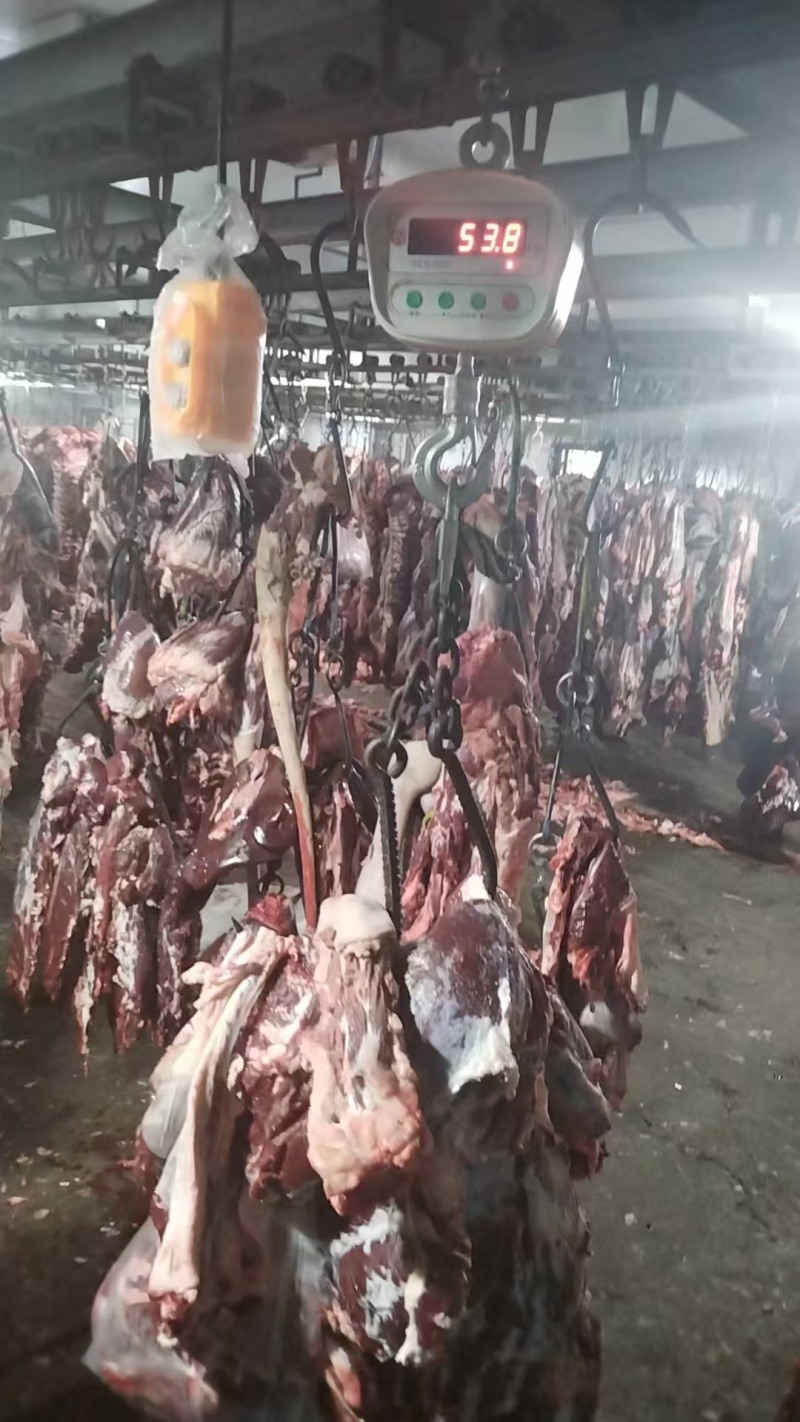 鲜牛肉四川牛肉现宰现杀牛肉分割厂家直发大量供货代发