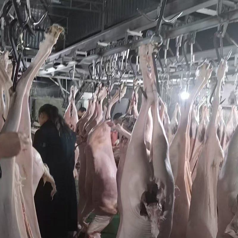 带皮白条羊四川羊肉绵羊酮体羊肉分割现杀现发欢迎来电