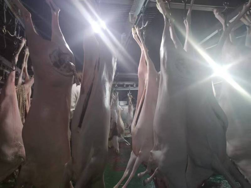 带皮白条羊四川羊肉绵羊酮体羊肉分割现杀现发欢迎来电