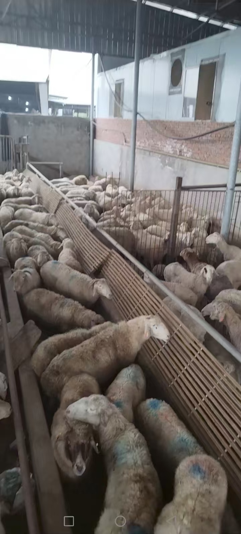 带皮白条羊四川羊肉绵羊酮体羊肉分割现杀现发欢迎来电