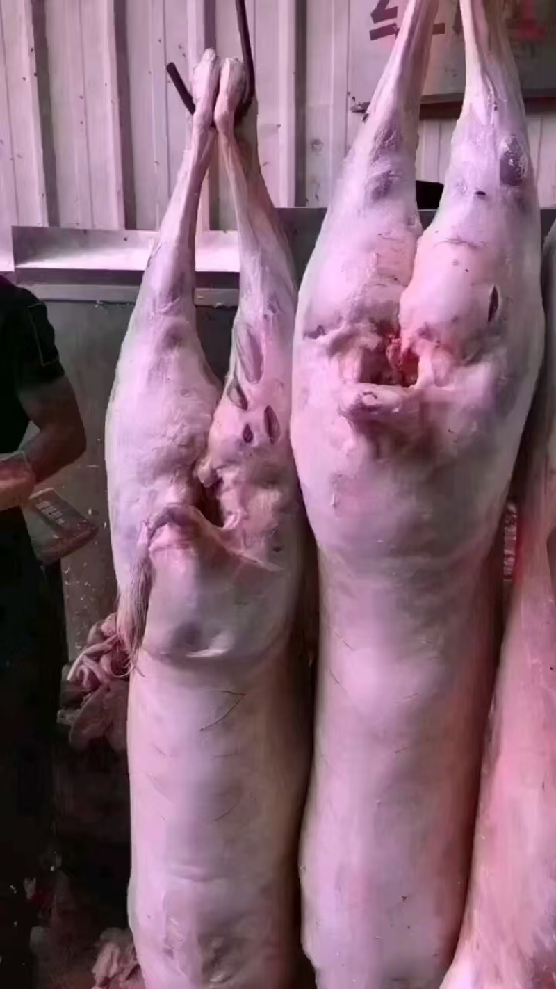 带皮白条羊四川羊肉绵羊酮体羊肉分割现杀现发欢迎来电