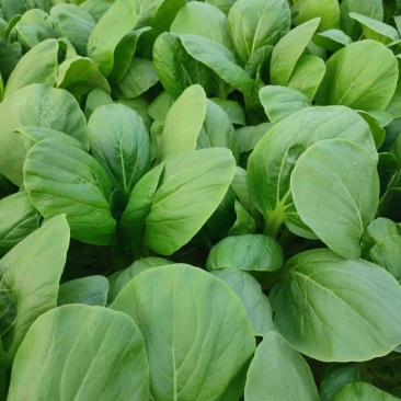 青菜上海青小青菜大量有货