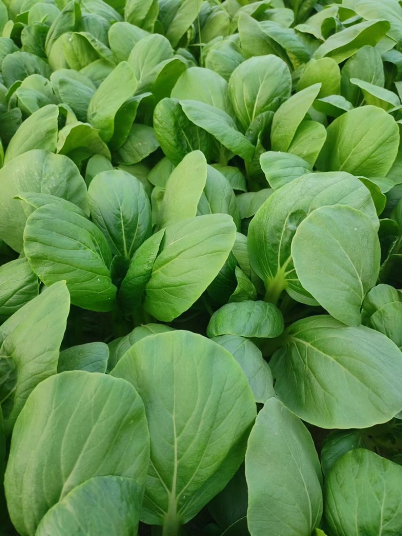 青菜上海青小青菜大量有货