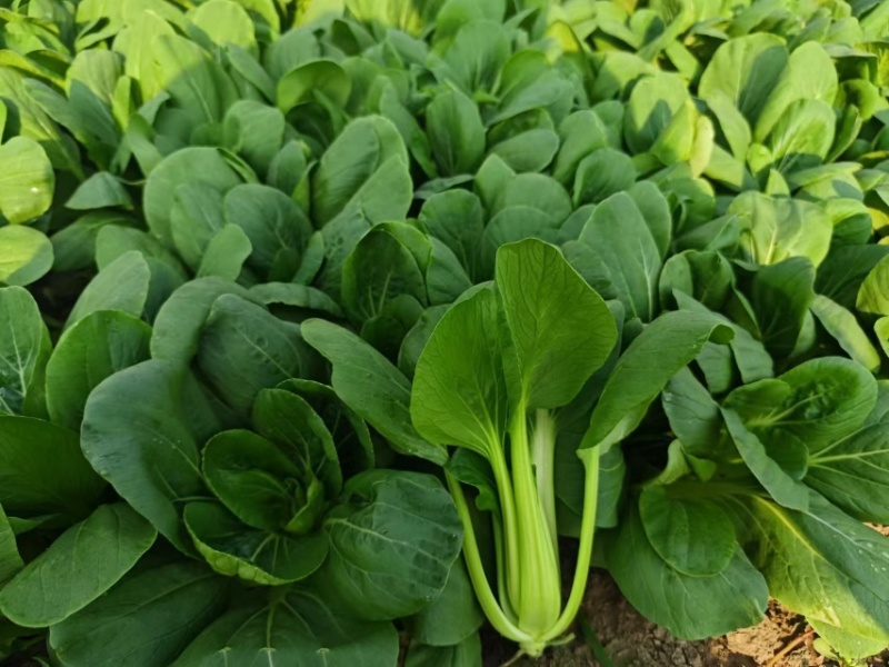 青菜上海青小青菜大量有货