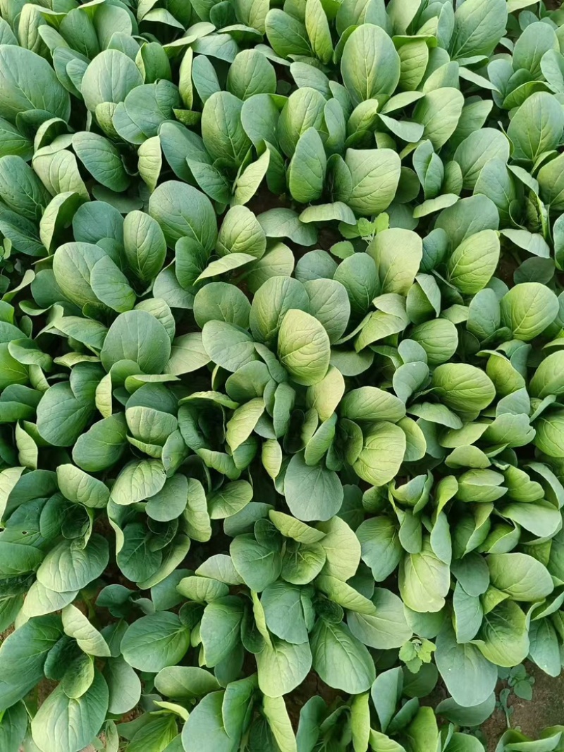 青菜上海青小青菜大量有货