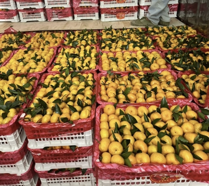 【今日推荐】广西沙糖桔可视频看货砂糖橘品质保证