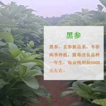 玄参芽