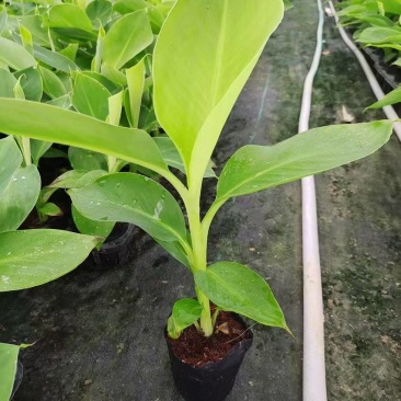 【香蕉苗】威廉斯，桂蕉1号，宝岛等