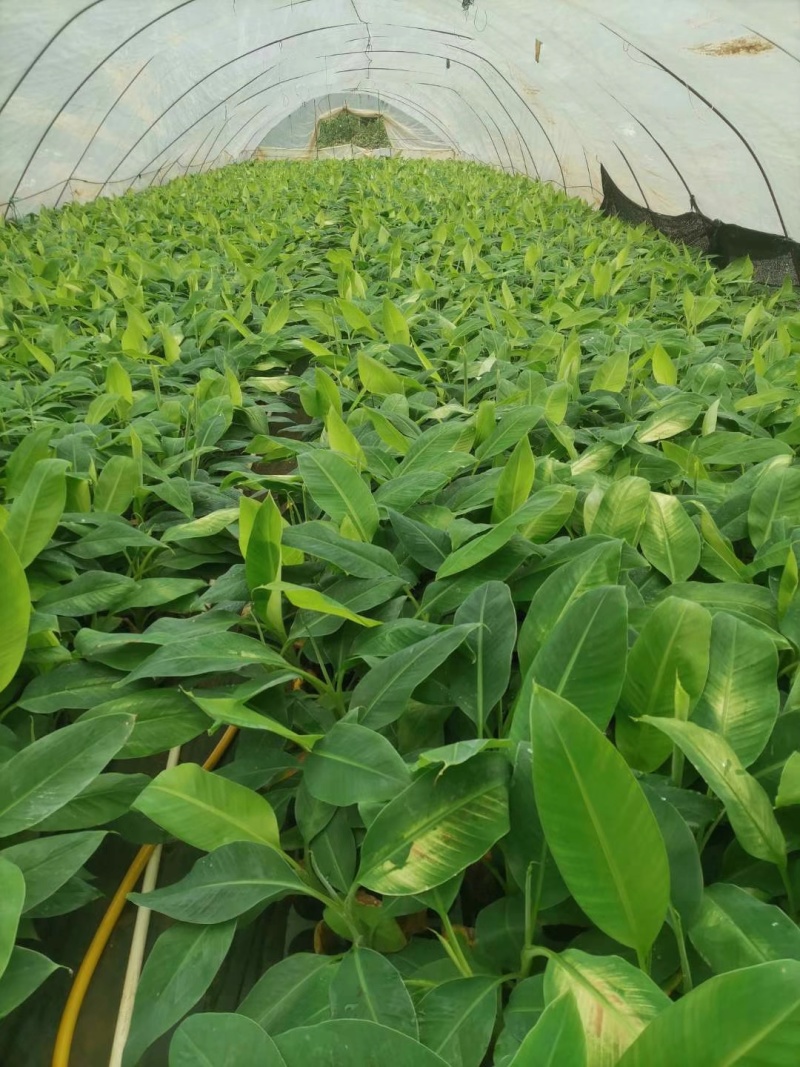 【香蕉苗】威廉斯，桂蕉1号，宝岛等