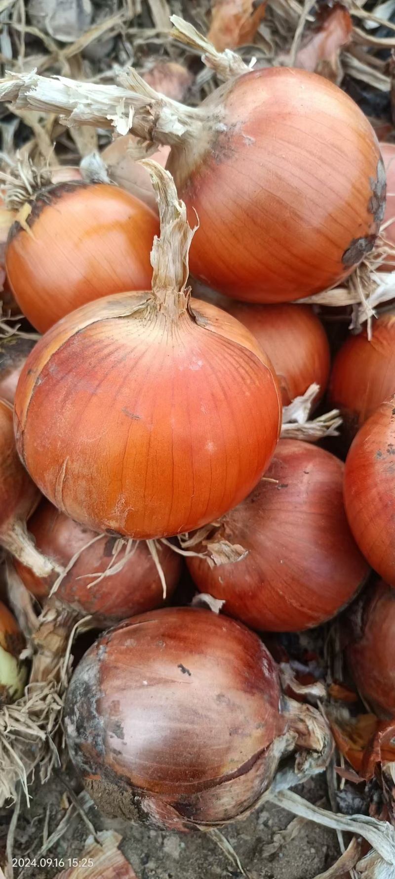 蔬菜，葱头