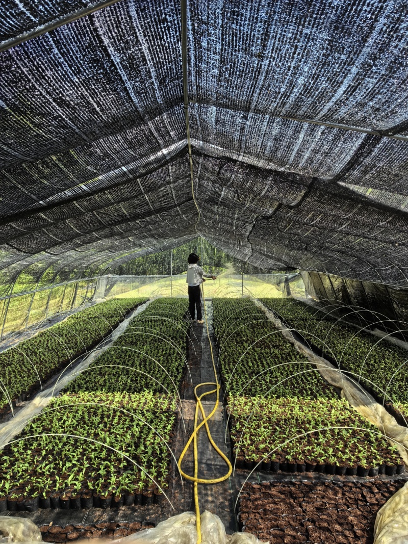 【香蕉苗】威廉斯，桂蕉1号，宝岛等