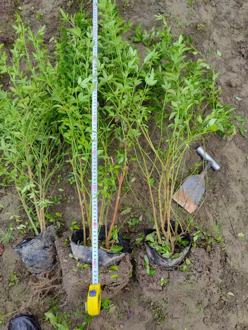 黄馨12ⅹ18杯基地有量，价格优惠，欢迎来一亩田订购。