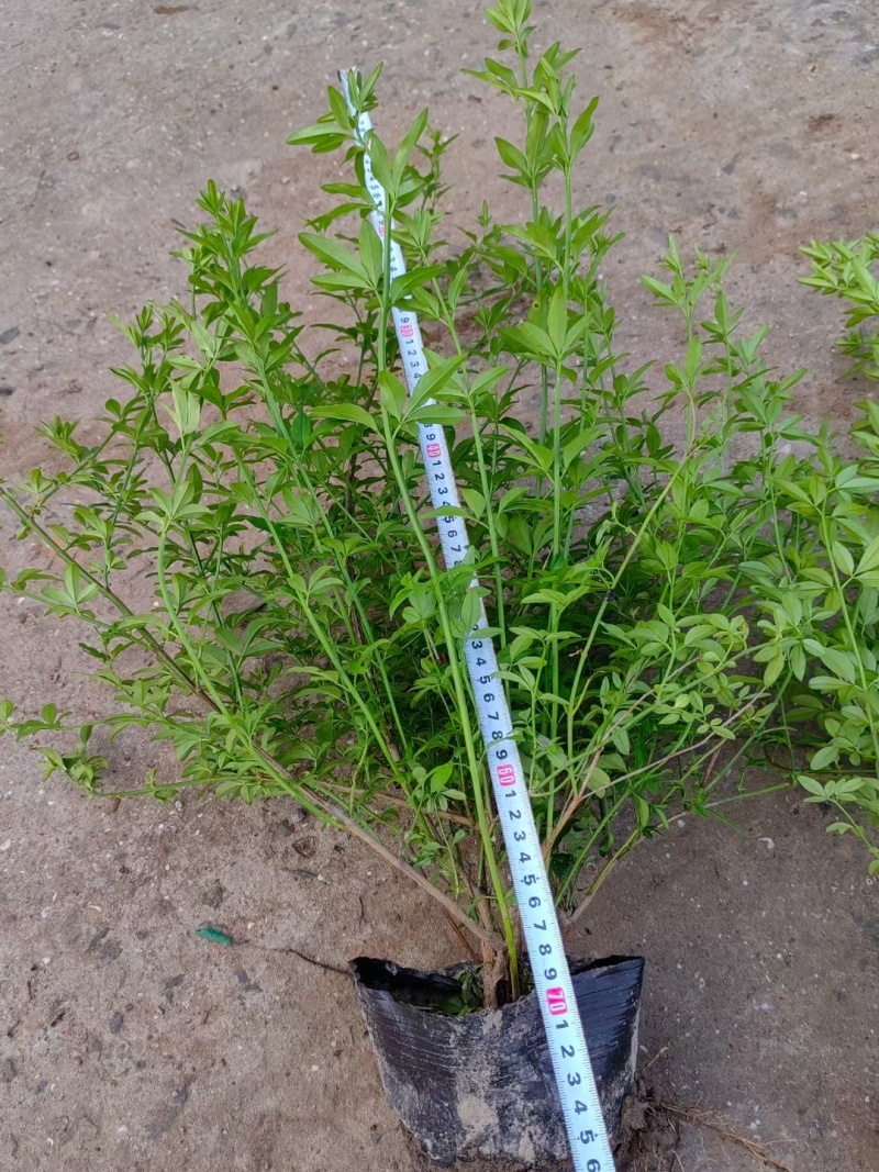 黄馨12ⅹ18杯基地有量，价格优惠，欢迎来一亩田订购。