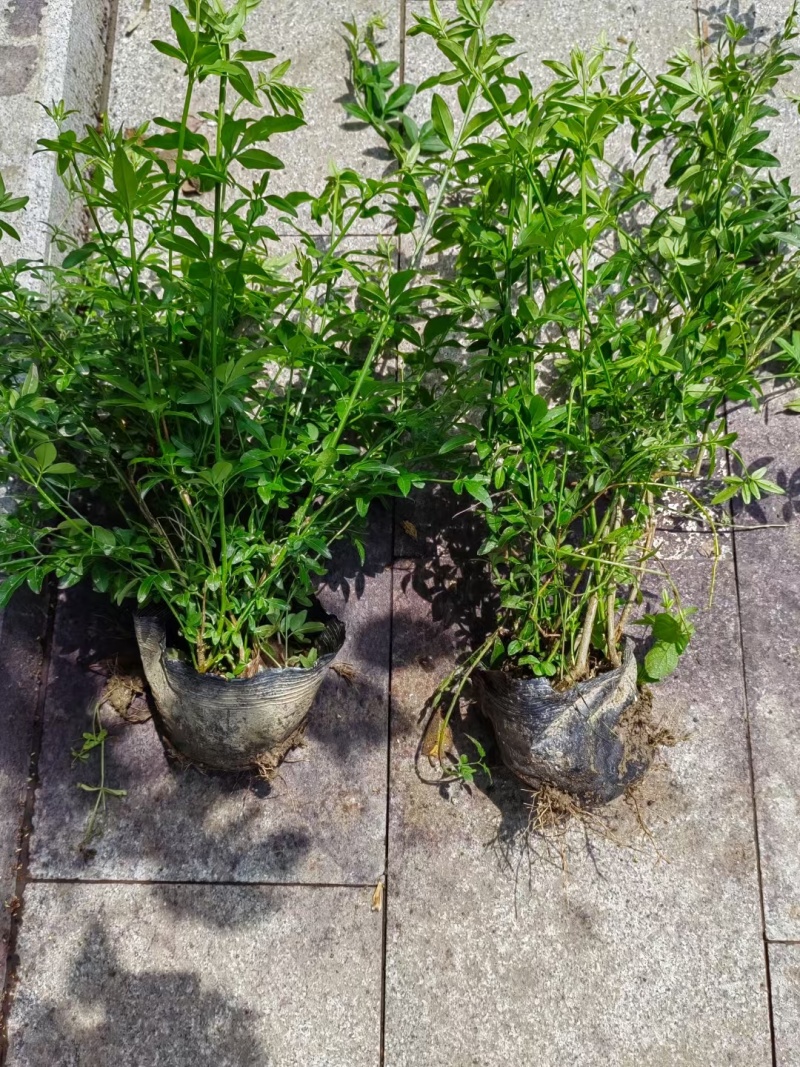 黄馨12ⅹ18杯基地有量，价格优惠，欢迎来一亩田订购。