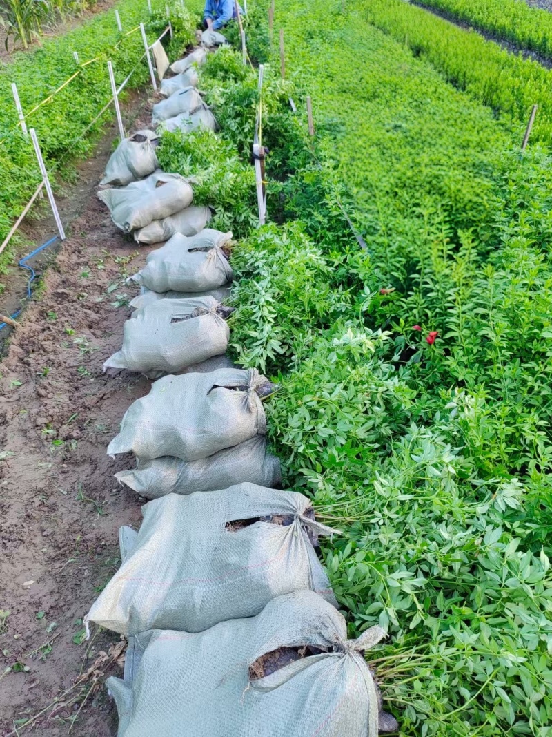 黄馨12ⅹ18杯基地有量，价格优惠，欢迎来一亩田订购。