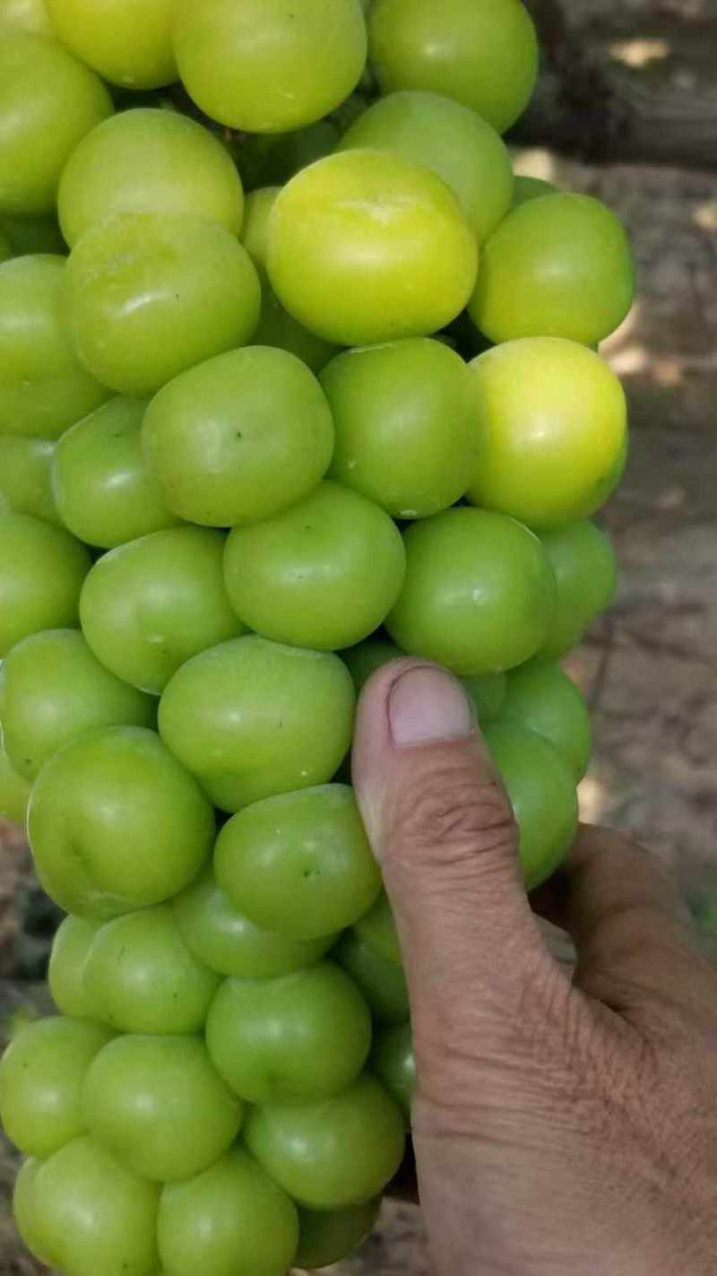 陕西礼泉县阳光玫瑰大量上市中高糖串紧硬度好