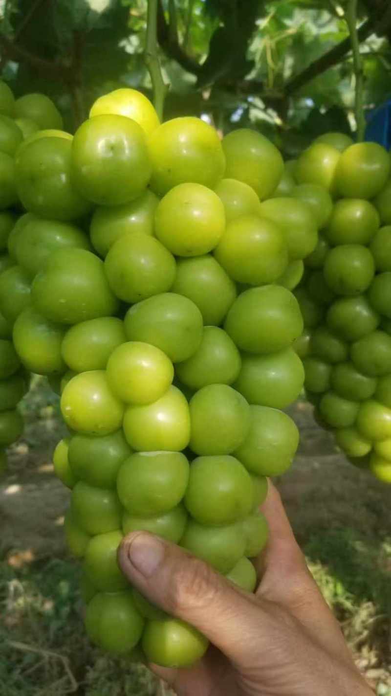 陕西礼泉县阳光玫瑰大量上市中高糖串紧硬度好