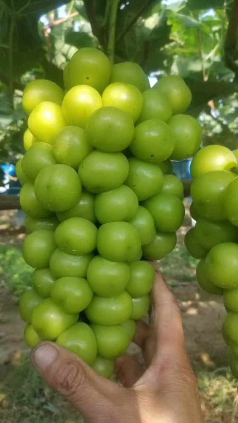 陕西礼泉县阳光玫瑰大量上市中高糖串紧硬度好