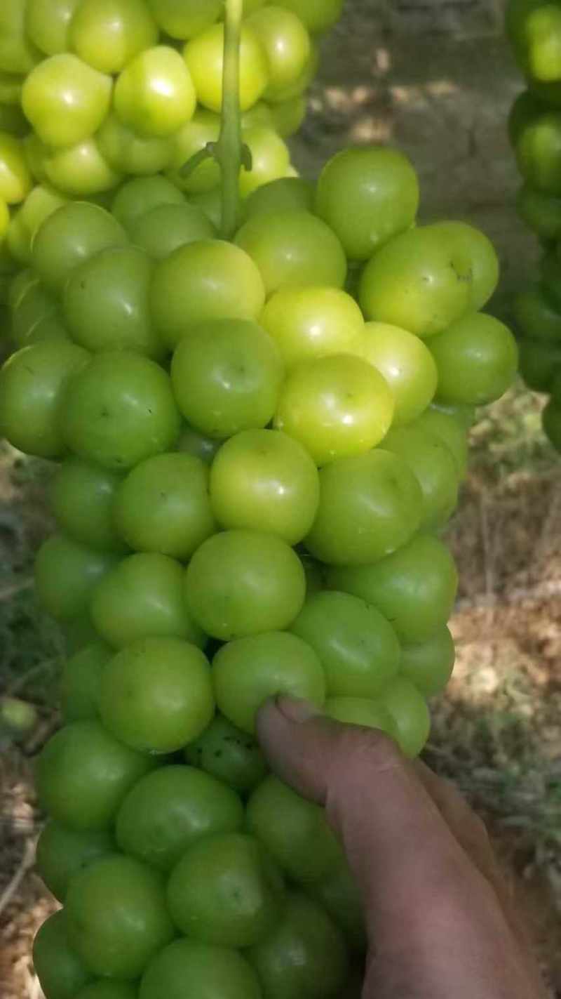 陕西礼泉县阳光玫瑰大量上市中高糖串紧硬度好