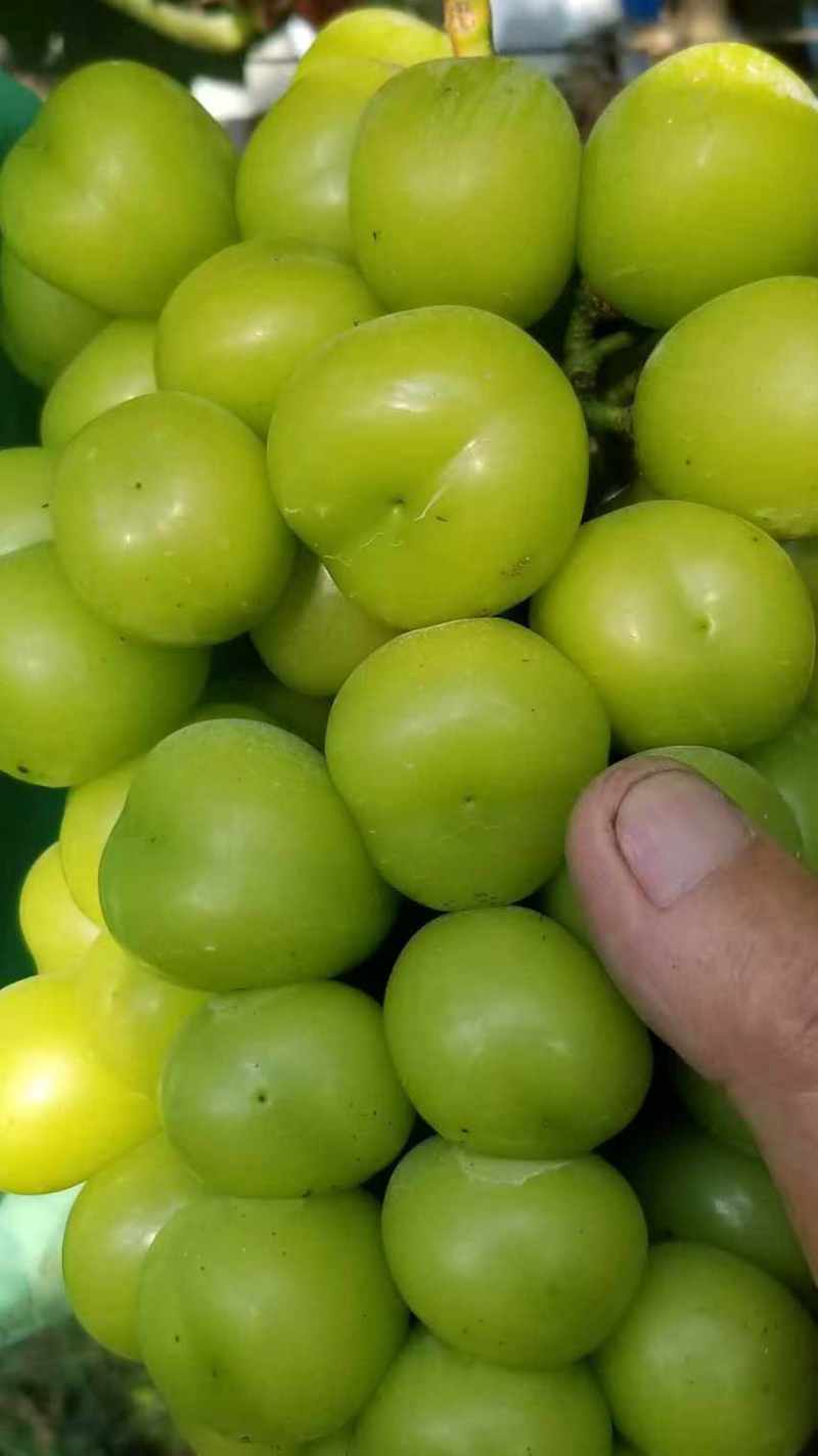 陕西礼泉县阳光玫瑰大量上市中高糖串紧硬度好