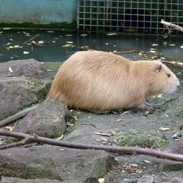 观赏海狸鼠特价包邮！宠物海狸鼠价格优惠！成年海狸鼠大量出
