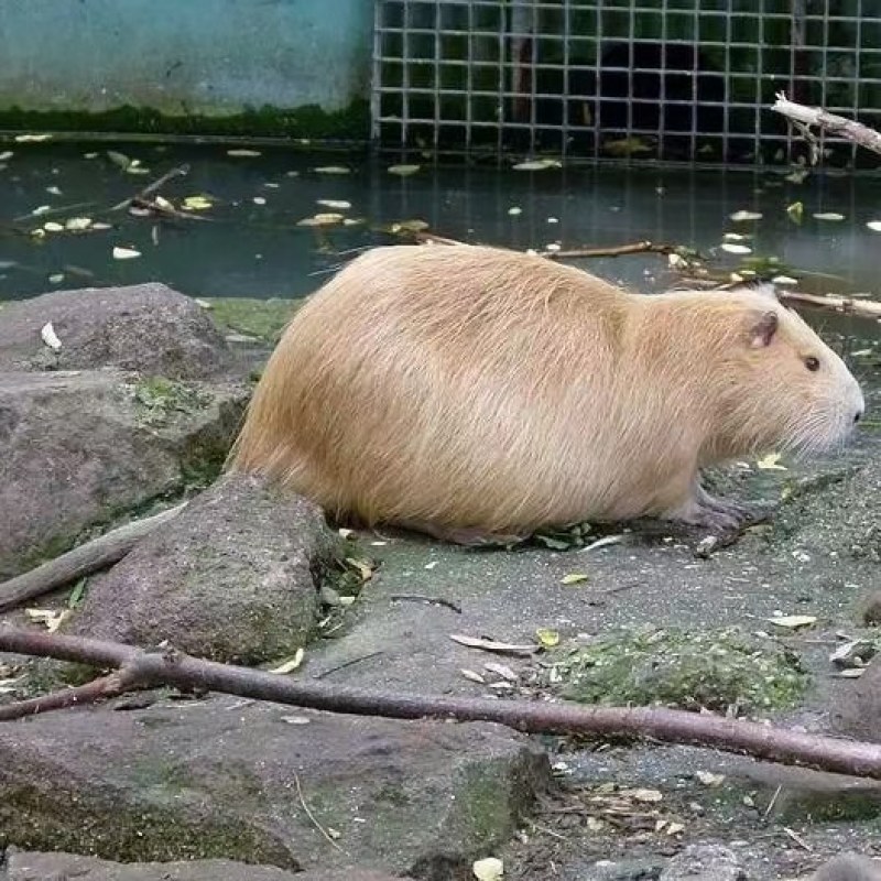 观赏海狸鼠特价包邮！宠物海狸鼠价格优惠！成年海狸鼠大量出